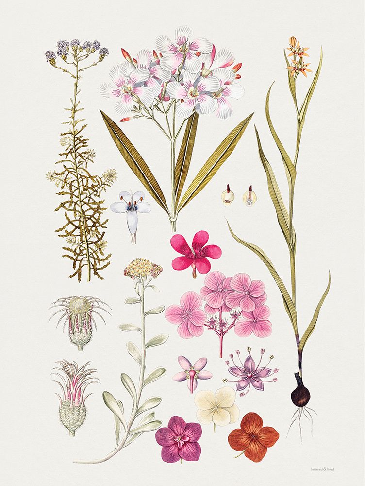 Vintage Bloom Study art print by Lettered And Lined for $57.95 CAD