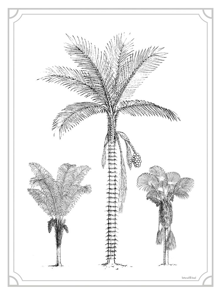 Palm Trio art print by Lettered And Lined for $57.95 CAD