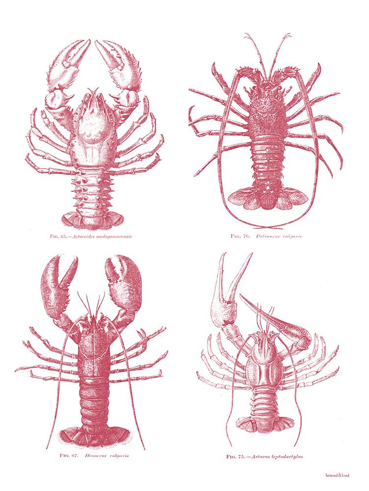 Lobsters art print by Lettered And Lined for $57.95 CAD