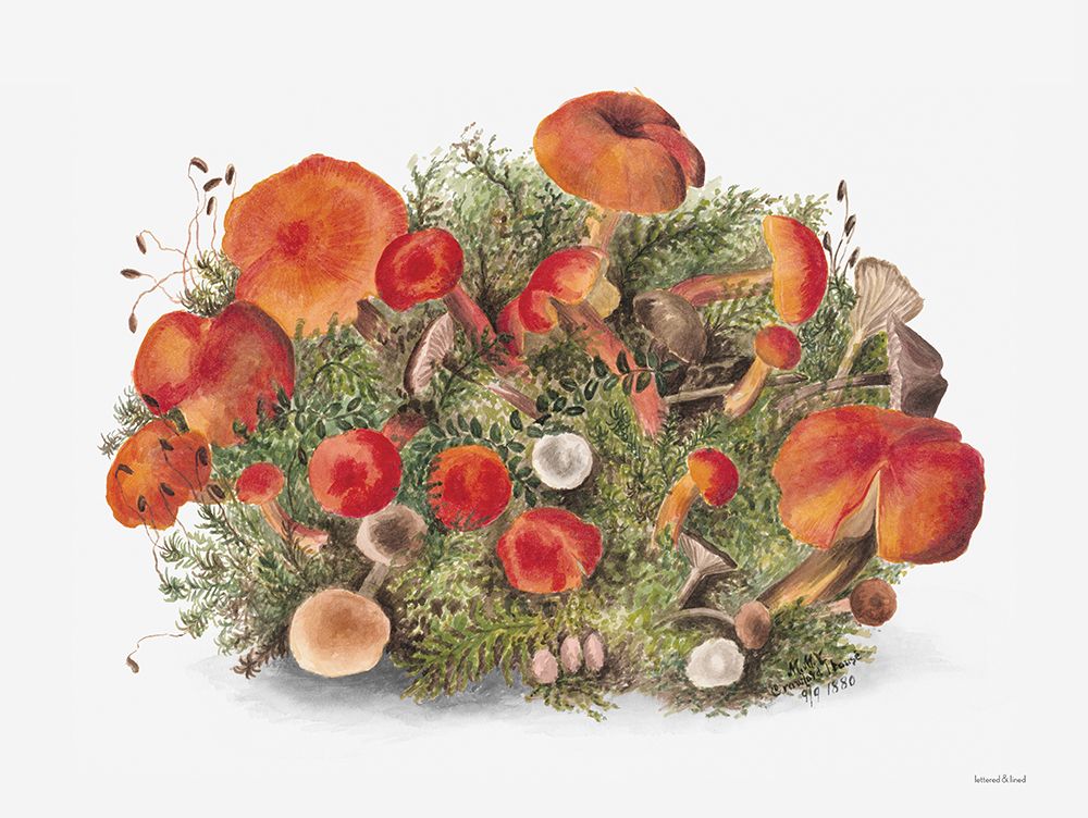 Magic of Mushrooms II art print by lettered And lined for $57.95 CAD