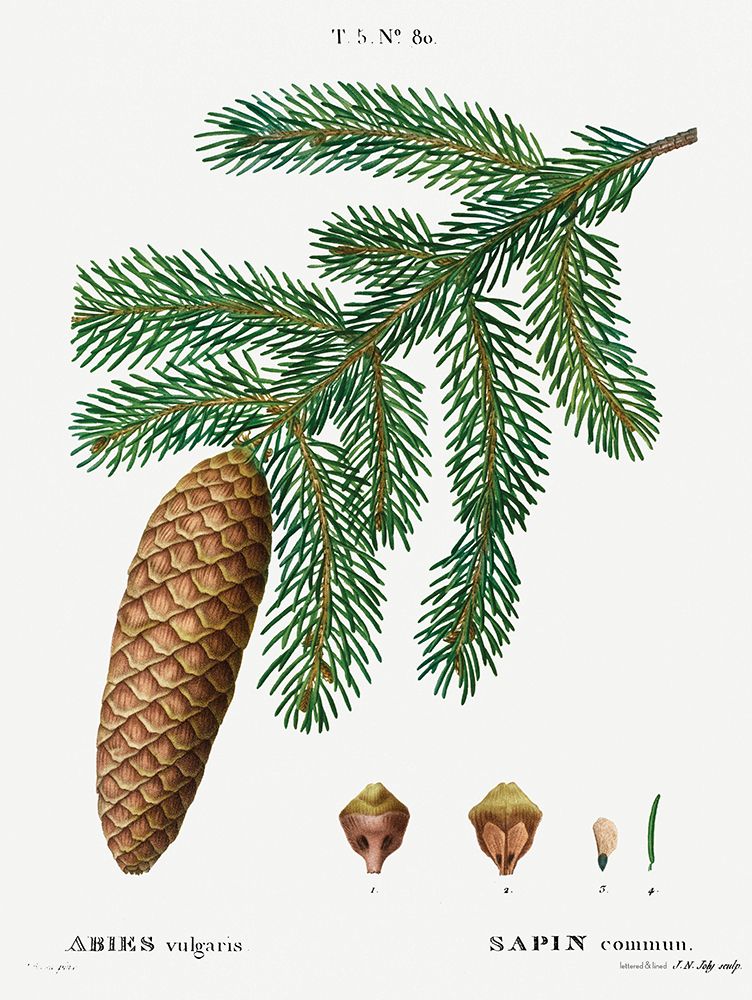 Pinecone Botanical 1 art print by lettered And lined for $57.95 CAD