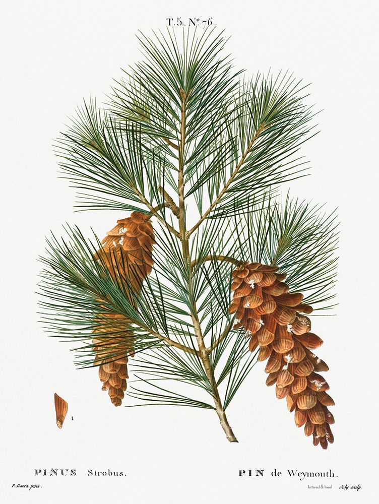 Pinecone Botanical 2 art print by lettered And lined for $57.95 CAD