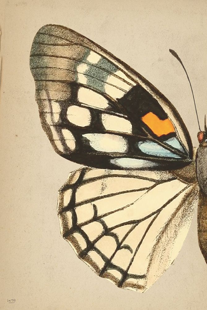 Butterfly 1 art print by Lux + Me Designs for $57.95 CAD