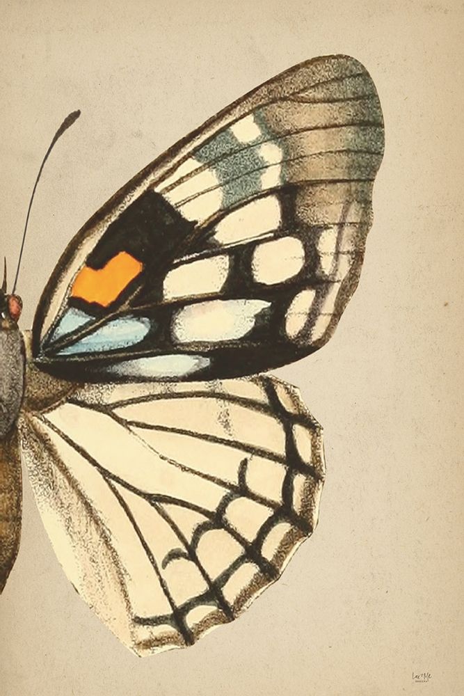 Butterfly 2 art print by Lux + Me Designs for $57.95 CAD