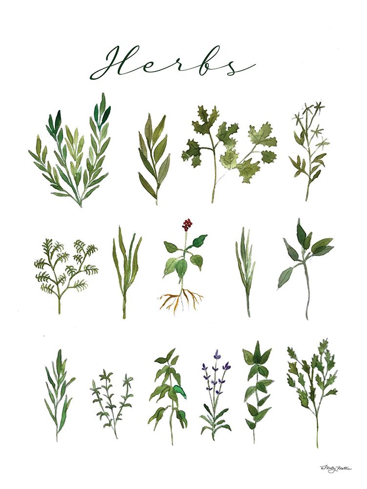 Herbs art print by Molly Mattin for $57.95 CAD