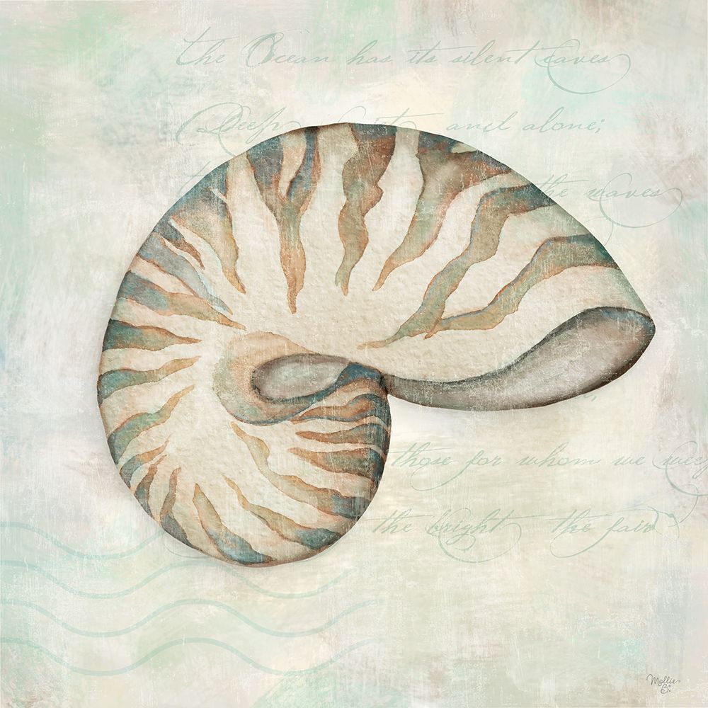 Seashells IV art print by Mollie B. for $57.95 CAD