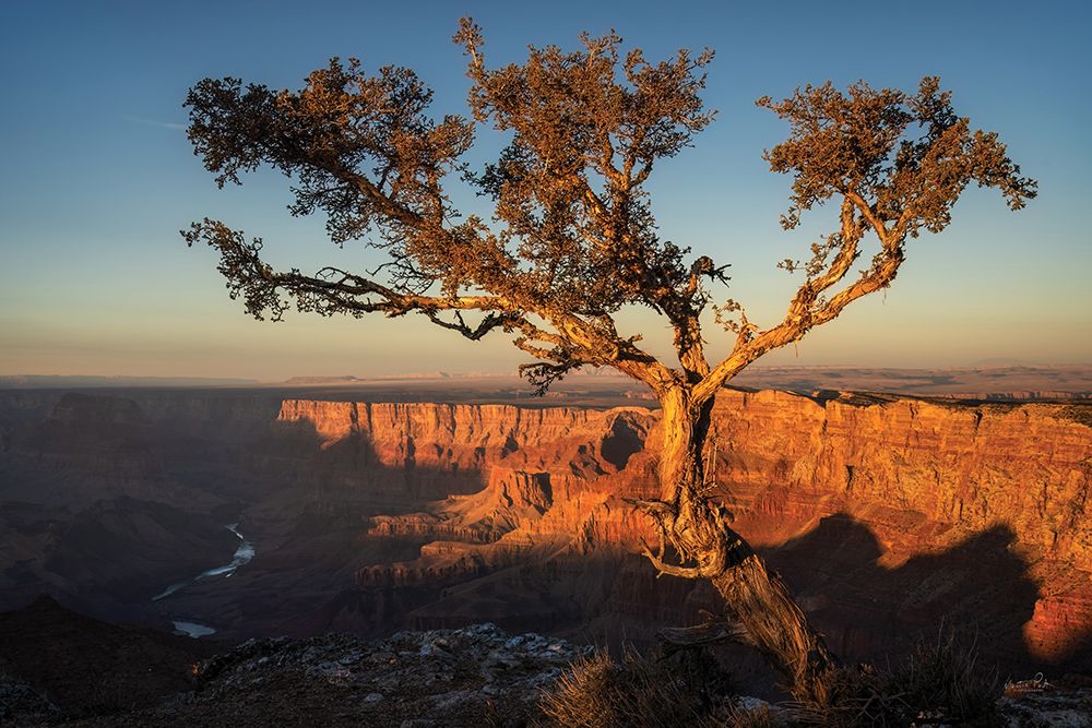 Canyon Treetop art print by Martin Podt for $57.95 CAD