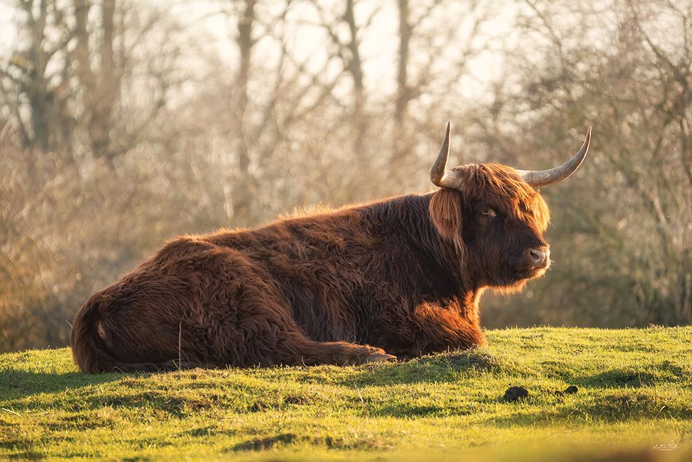 Scottish Highland art print by Martin Podt for $57.95 CAD