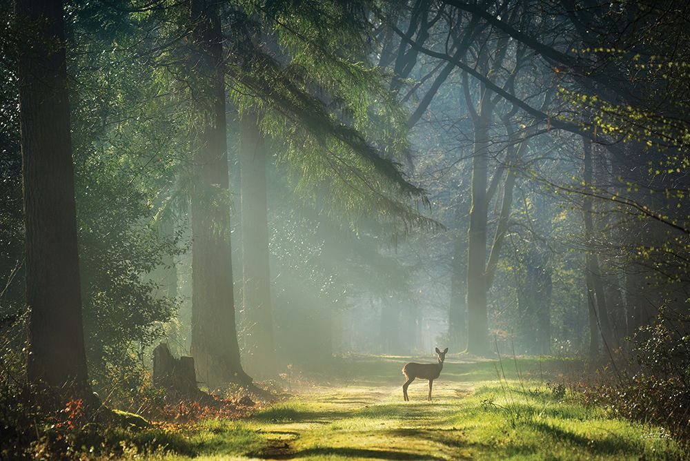 Standing in the Sunlight art print by Martin Podt for $57.95 CAD