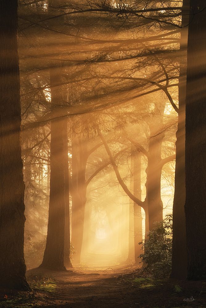 A Brilliant Morning art print by Martin Podt for $57.95 CAD
