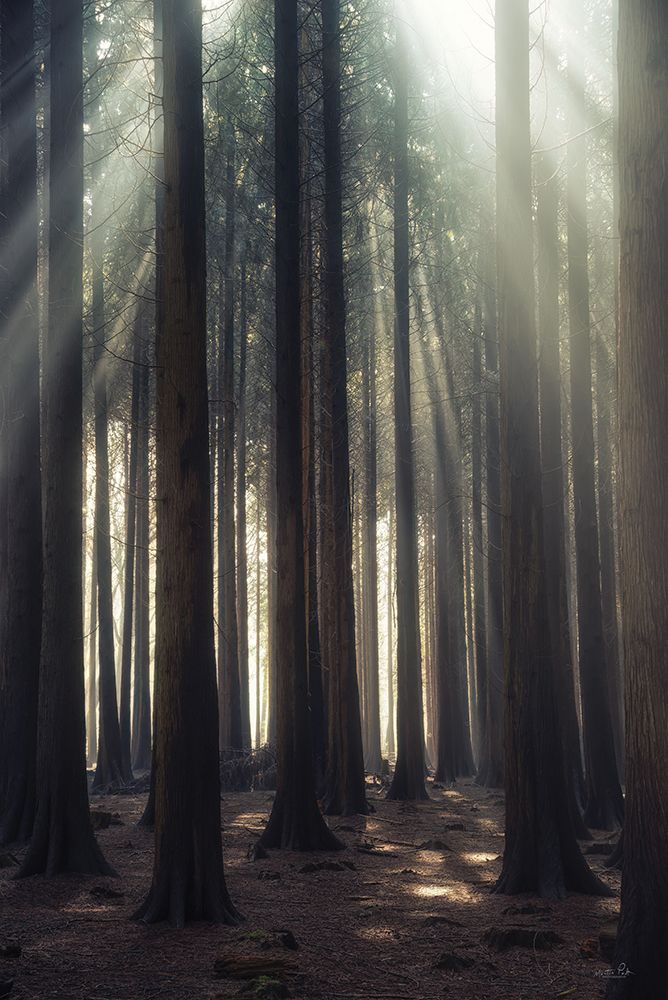 God Rays art print by Martin Podt for $57.95 CAD