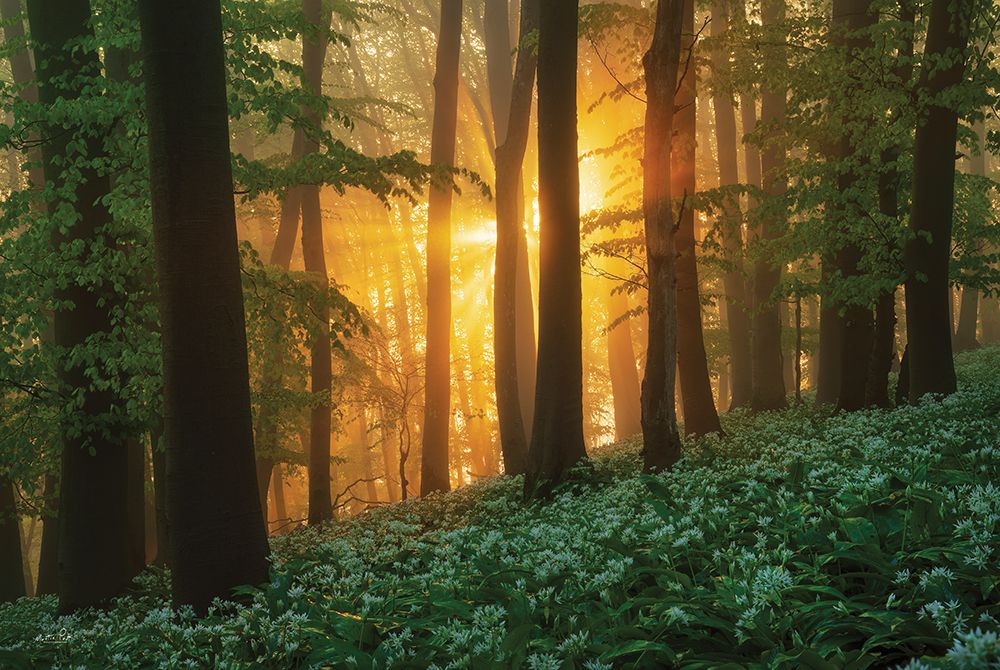 Spring Magic art print by Martin Podt for $57.95 CAD