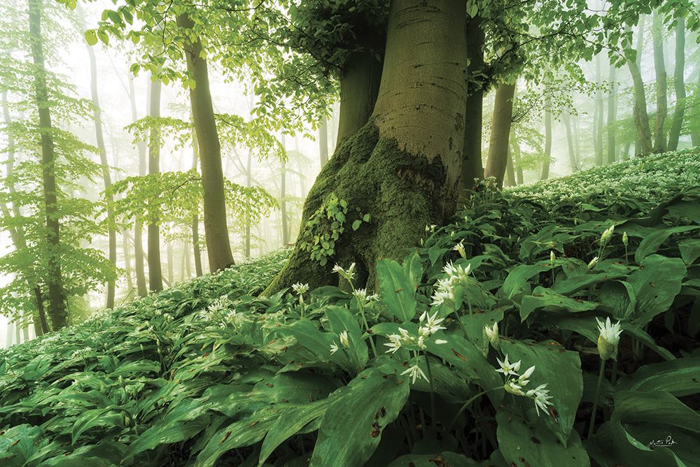 Lush art print by Martin Podt for $57.95 CAD