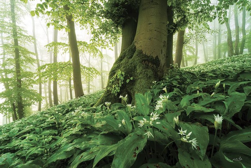 Lush art print by Martin Podt for $57.95 CAD