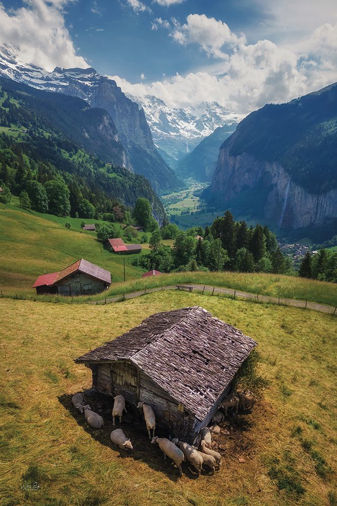 Sheep in The Alps art print by Martin Podt for $57.95 CAD