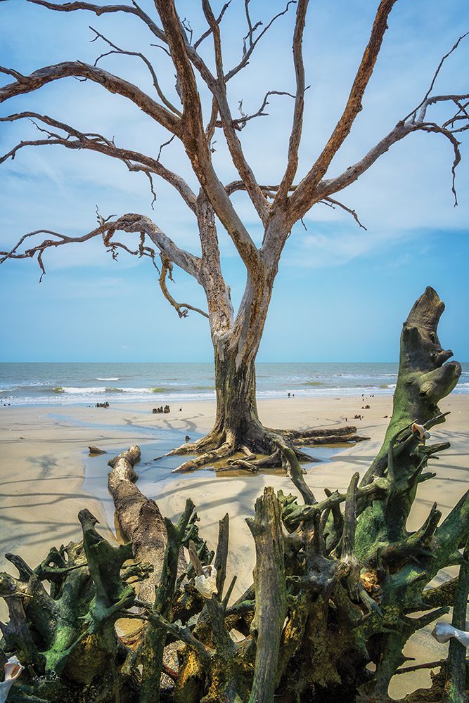 Weathered Wood on the Beach art print by Martin Podt for $57.95 CAD