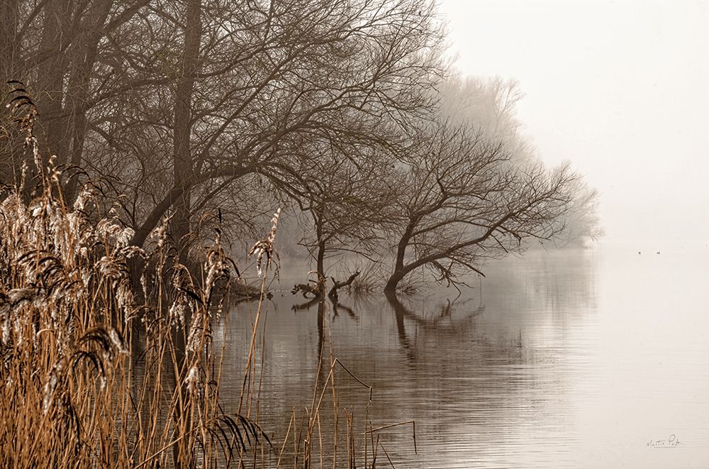 In the Swamps art print by Martin Podt for $57.95 CAD