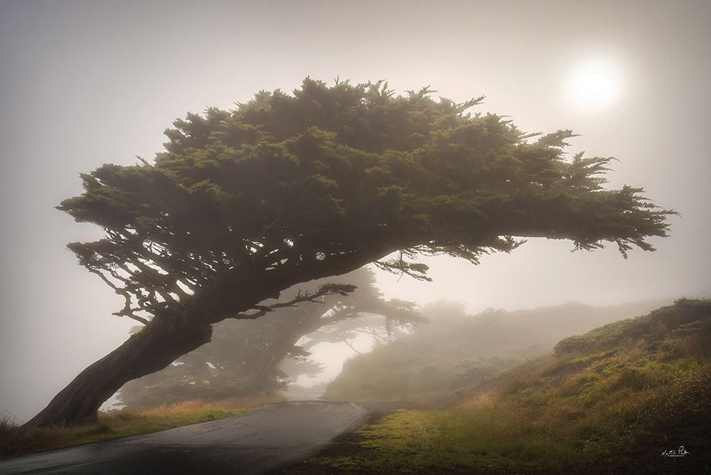 The Leaning Tree art print by Martin Podt for $57.95 CAD