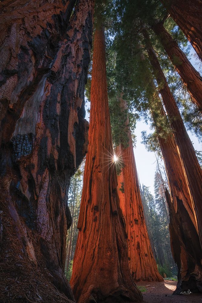 Sunlight Among the Sequoias art print by Martin Podt for $57.95 CAD