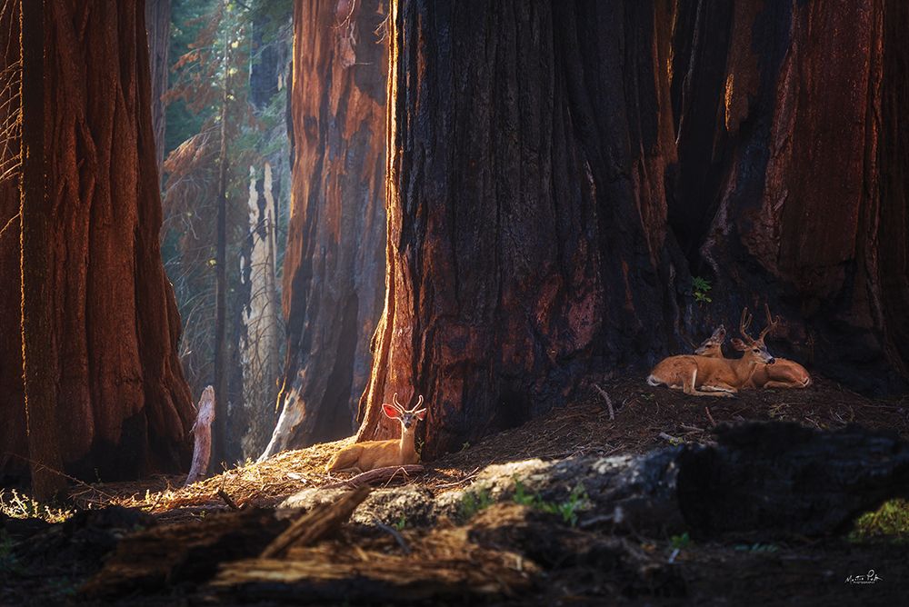 Deer at the Sequoias I art print by Martin Podt for $57.95 CAD