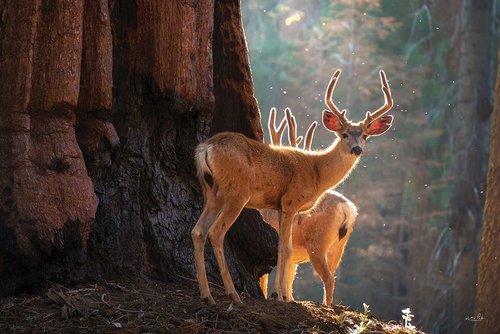 Deer at the Sequoias II art print by Martin Podt for $57.95 CAD