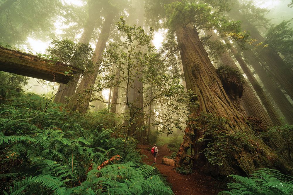 Redwood Forest of Giants art print by Martin Podt for $57.95 CAD