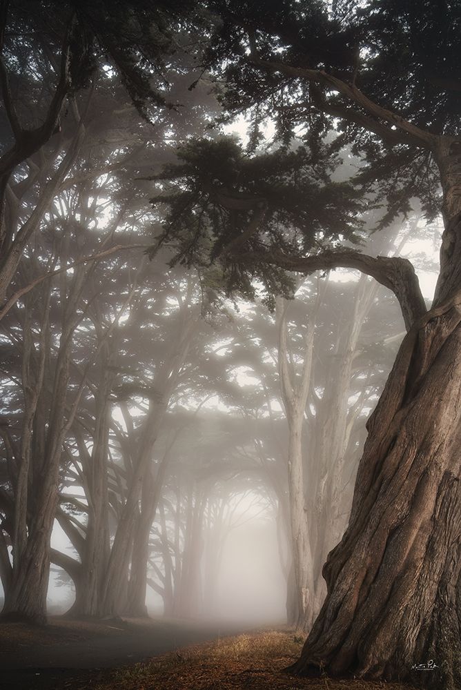 Cypress Dreams art print by Martin Podt for $57.95 CAD