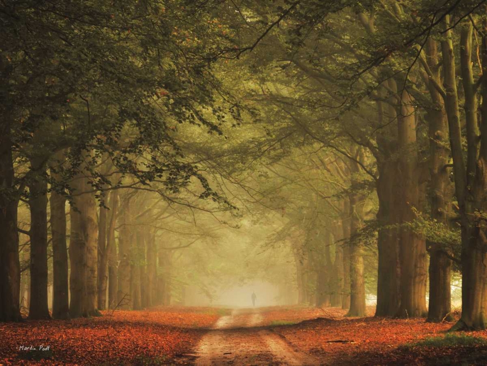 Misty Walk art print by Martin Podt for $57.95 CAD