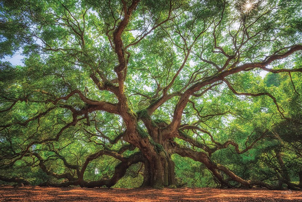 Angel Oak Tree in Charleston art print by Martin Podt for $57.95 CAD