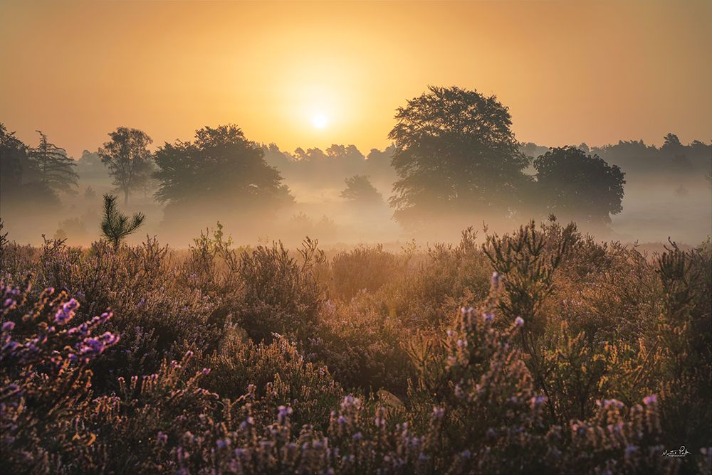 Summer Heather Sunrise art print by Martin Podt for $57.95 CAD
