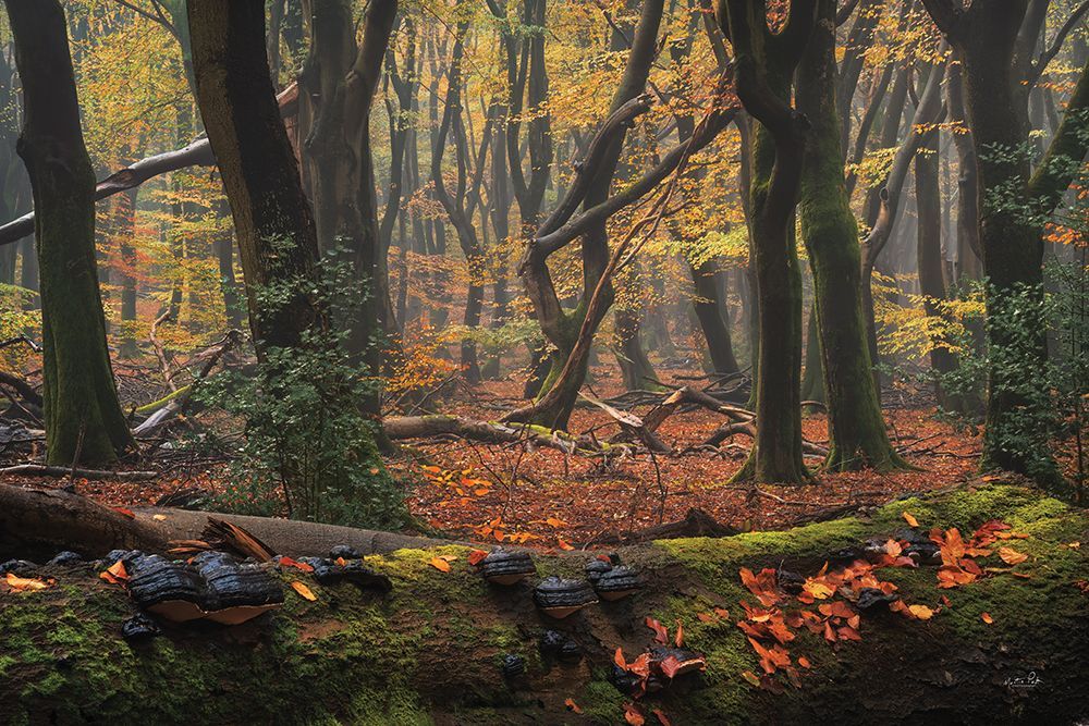 Deep Forest art print by Martin Podt for $57.95 CAD