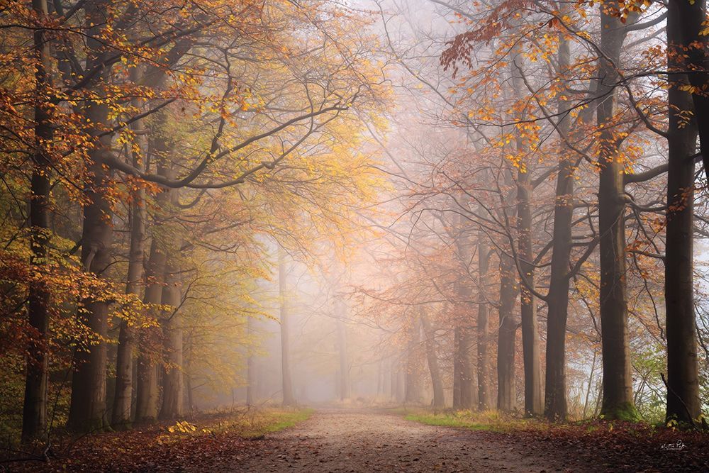 Fall Forest art print by Martin Podt for $57.95 CAD