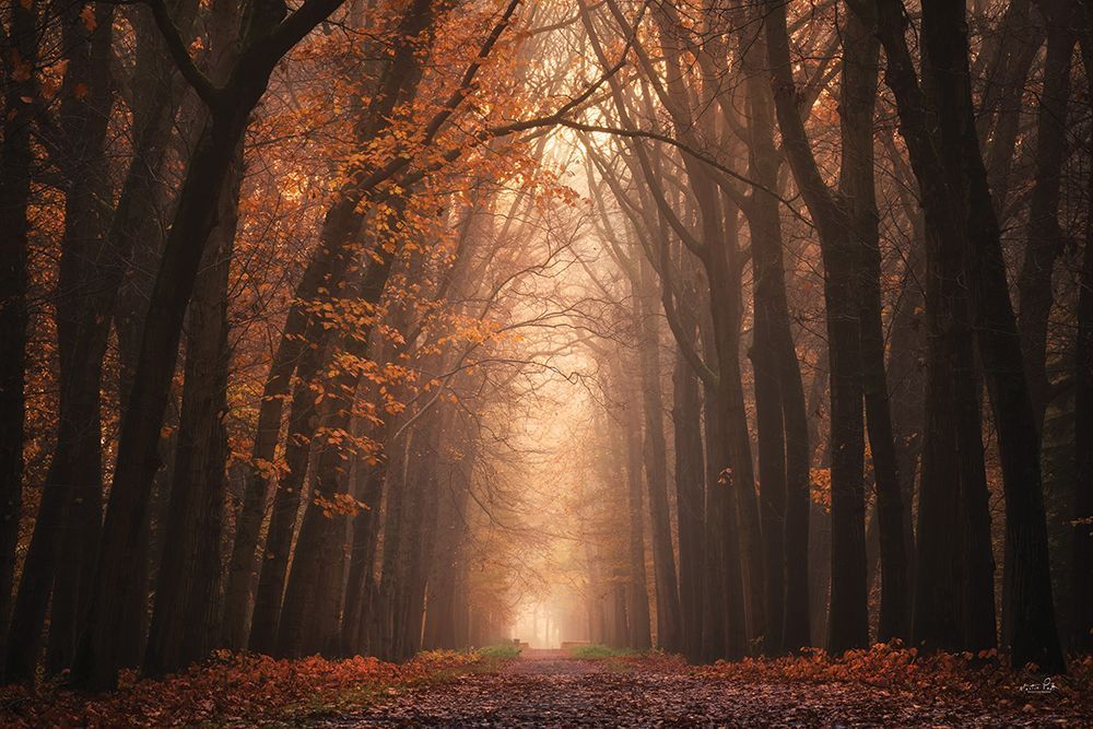 The Red Alley art print by Martin Podt for $57.95 CAD