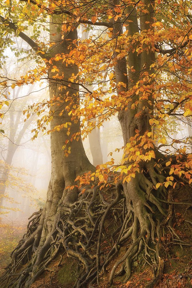 Roots in Autumn Dress art print by Martin Podt for $57.95 CAD