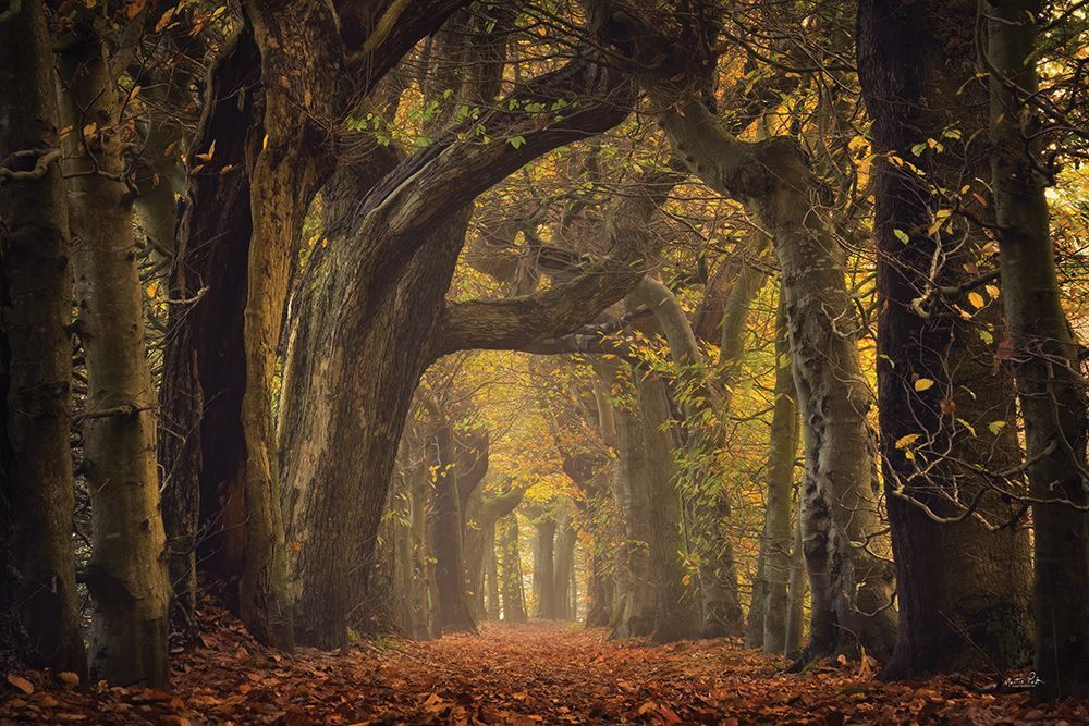 The Old Alley art print by Martin Podt for $57.95 CAD