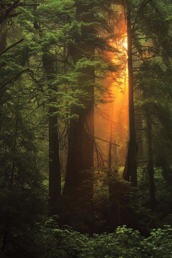 Woodland Magic art print by Martin Podt for $57.95 CAD