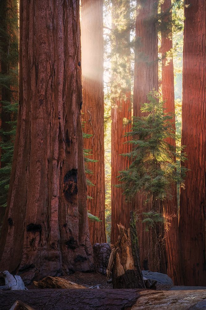 Sunrays at the Sequoias art print by Martin Podt for $57.95 CAD