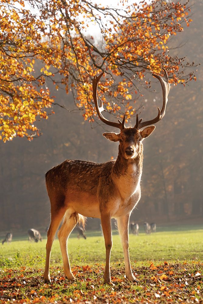 Sunny Autumn Day art print by Martin Podt for $57.95 CAD