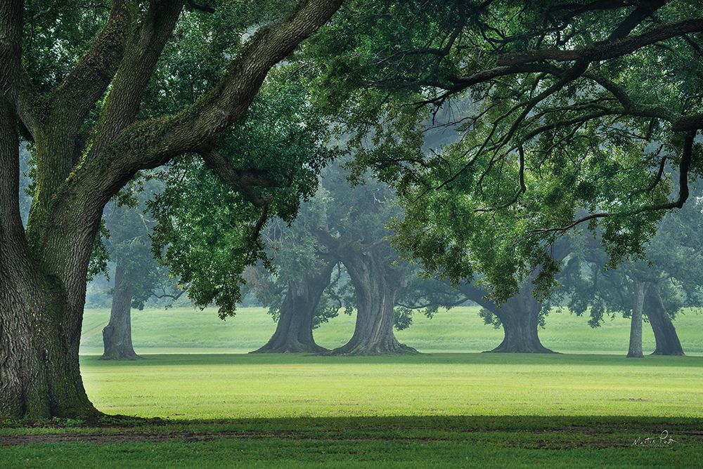 A Silent Strength art print by Martin Podt for $57.95 CAD