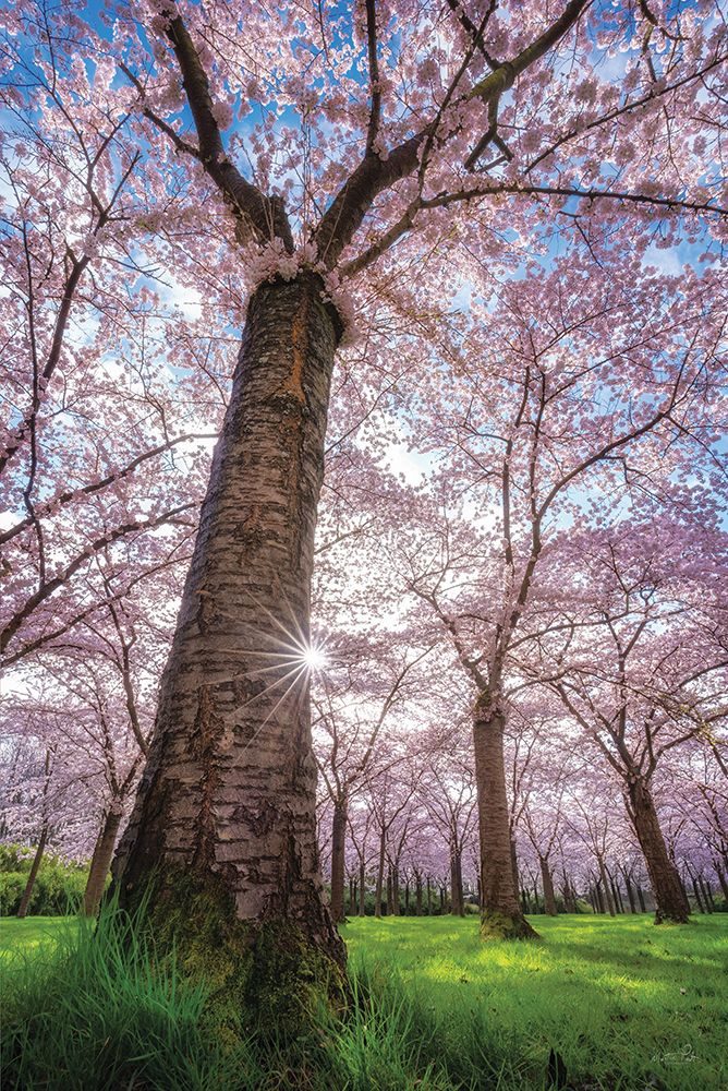 Spring Serenade art print by Martin Podt for $57.95 CAD