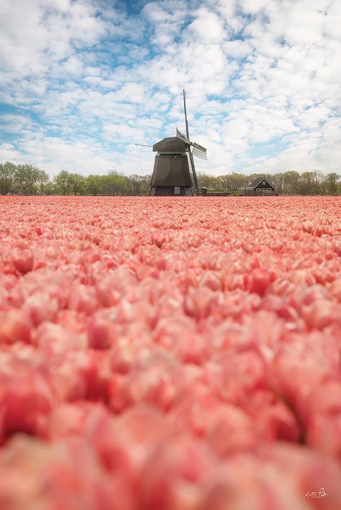 Windmill Whispers art print by Martin Podt for $57.95 CAD
