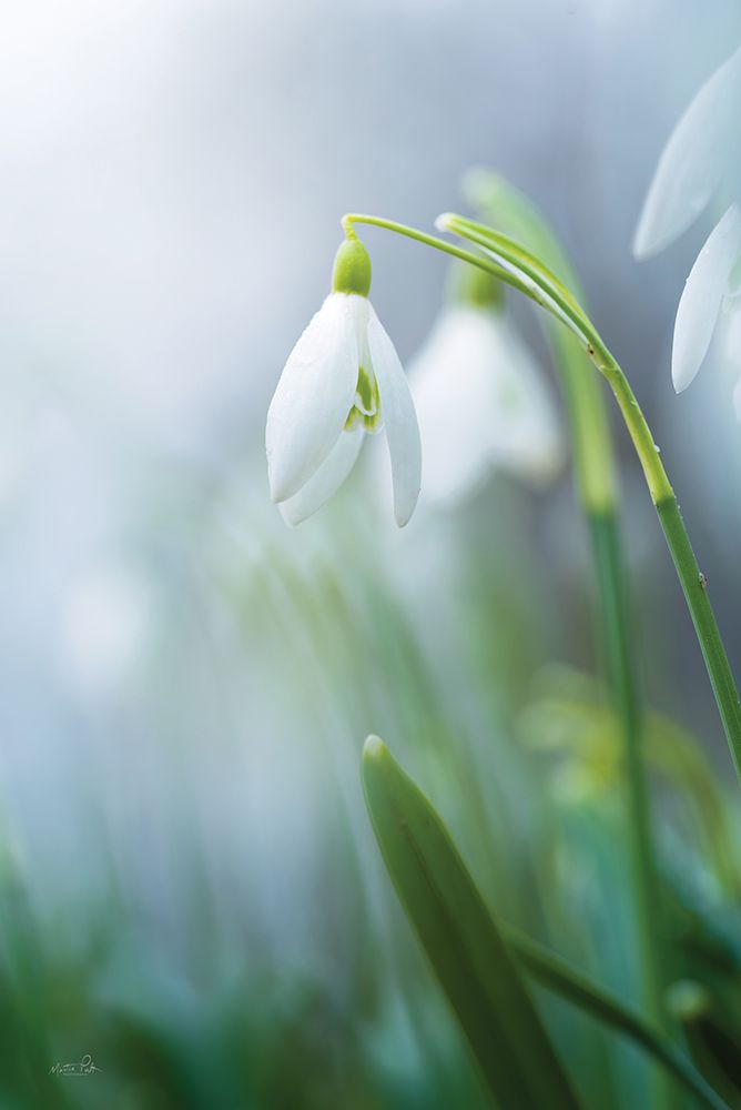 A Snowdrops Tale art print by Martin Podt for $57.95 CAD