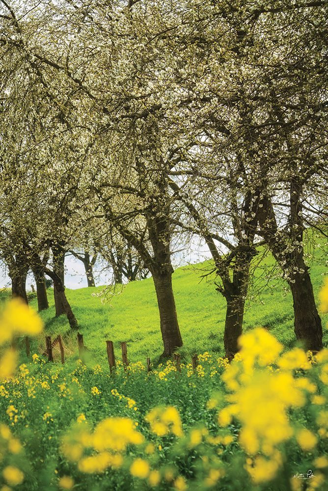 Spring in Bloom art print by Martin Podt for $57.95 CAD