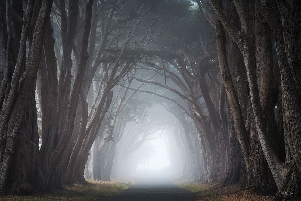 Through the Fog art print by Martin Podt for $57.95 CAD