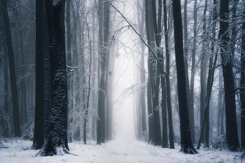 Whispering White Woods art print by Martin Podt for $57.95 CAD