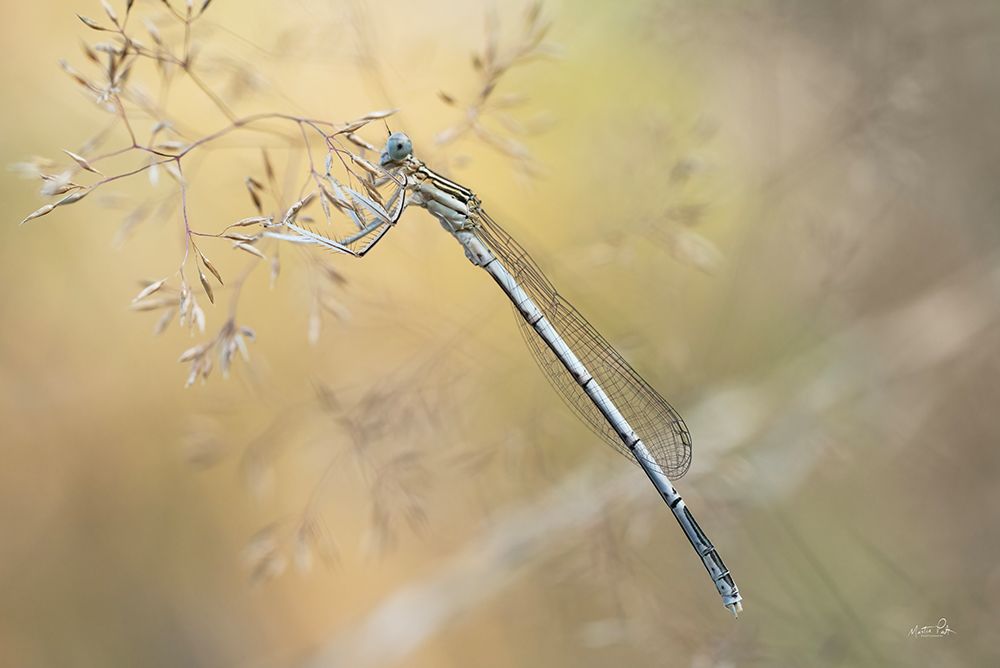 Delicate Dance art print by Martin Podt for $57.95 CAD