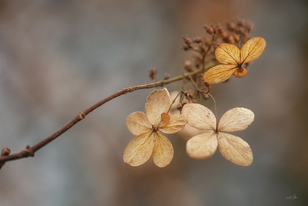 Fade Away art print by Martin Podt for $57.95 CAD