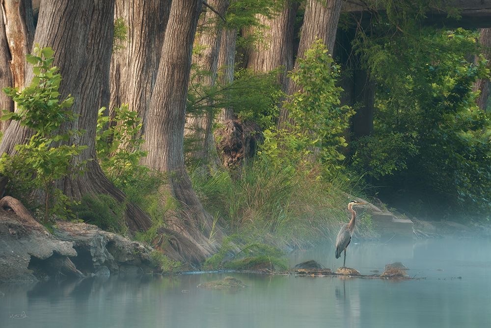 Morning Glory art print by Martin Podt for $57.95 CAD