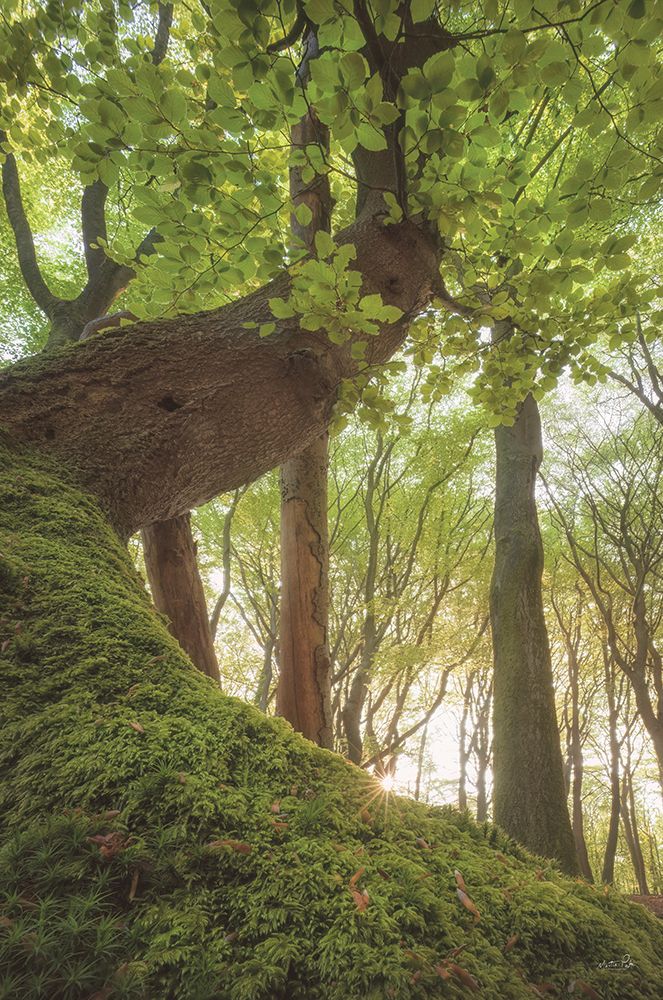 Tree Bender art print by Martin Podt for $57.95 CAD