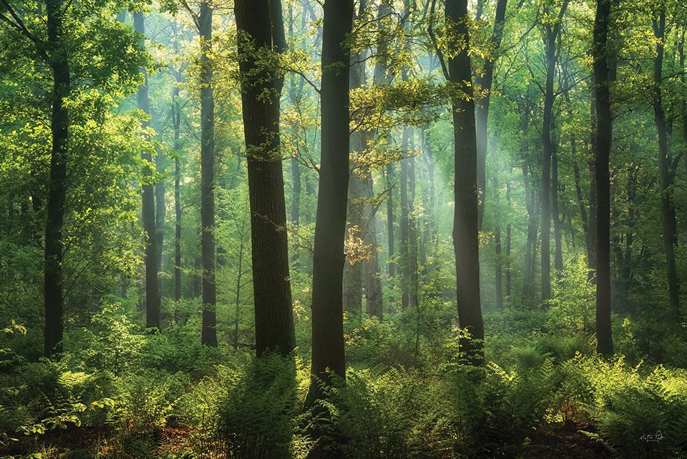 Ferns in the Forest art print by Martin Podt for $57.95 CAD